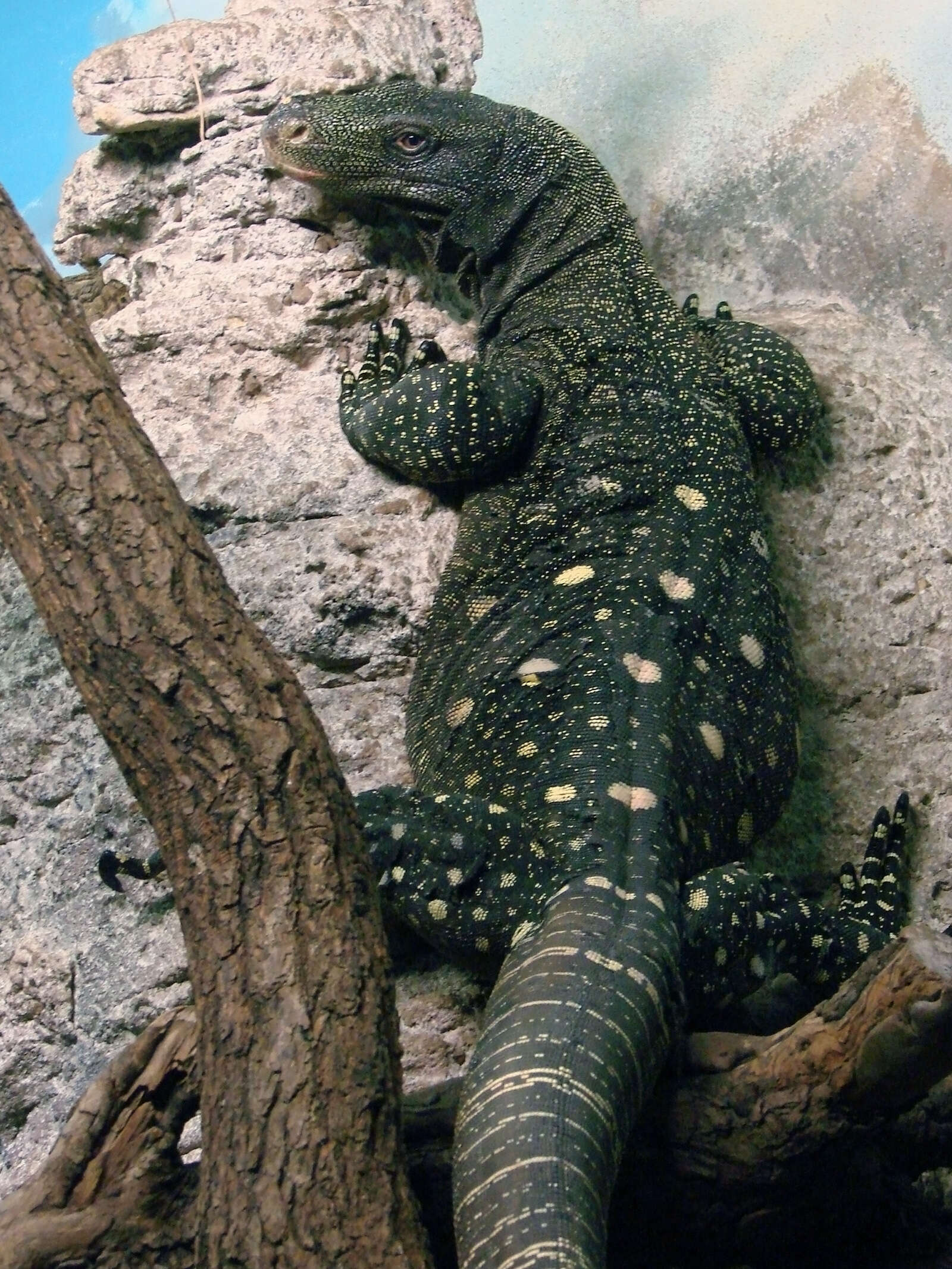 Image of Crocodile Monitor