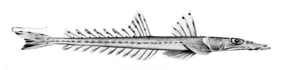 Image of Dwarf flathead