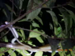 Image of Cantor's rat snake