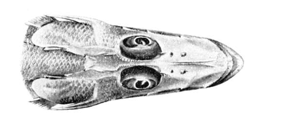 Image of Dwarf flathead