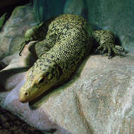 Image of Banggai Island monitor