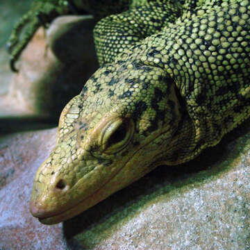 Image of Banggai Island monitor