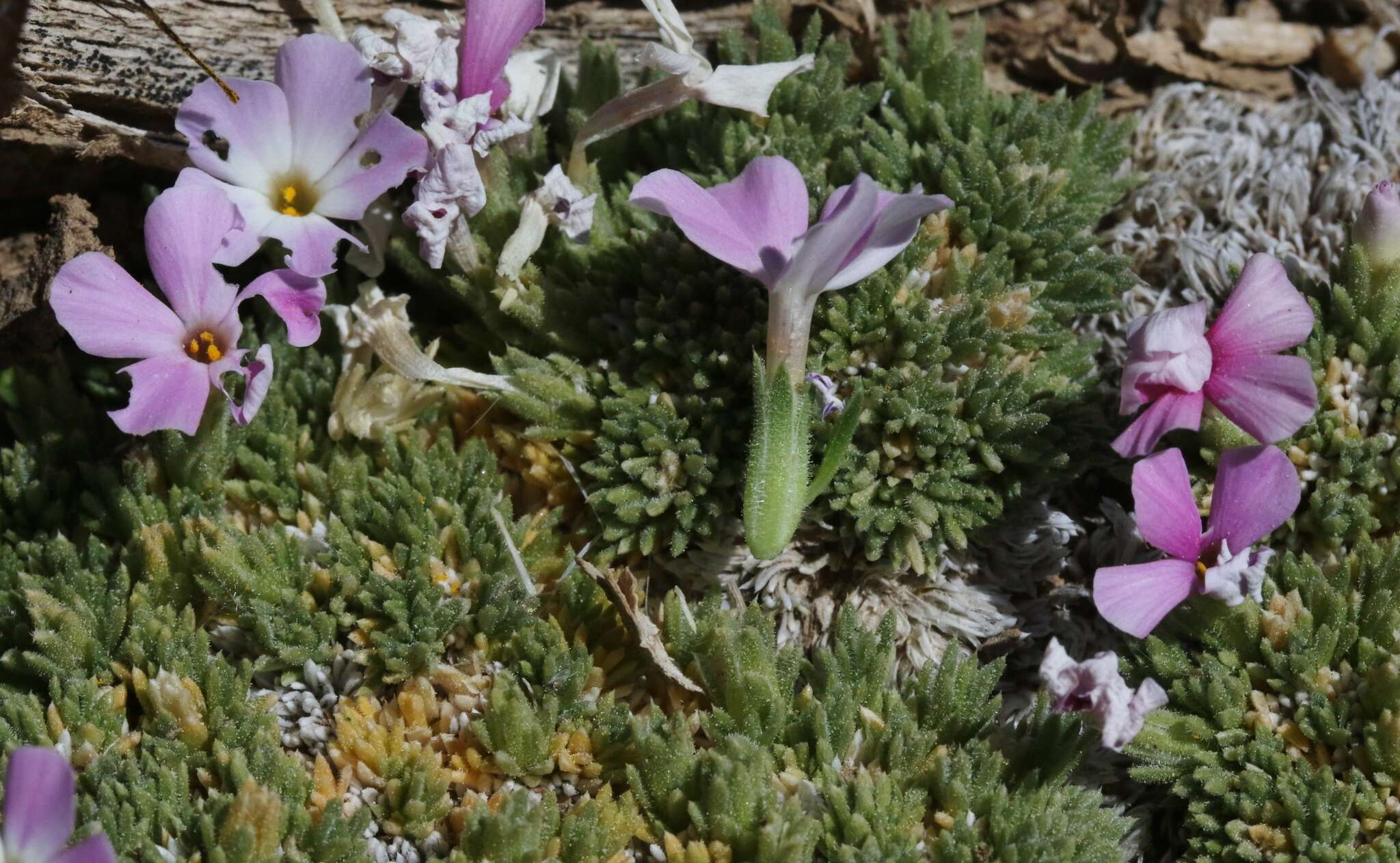 Image of dwarf phlox