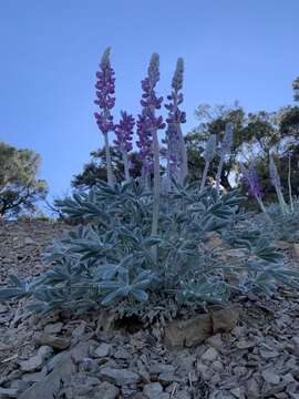 Sivun Lupinus magnificus var. magnificus kuva