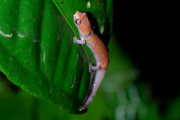 Image of Nauta Salamander