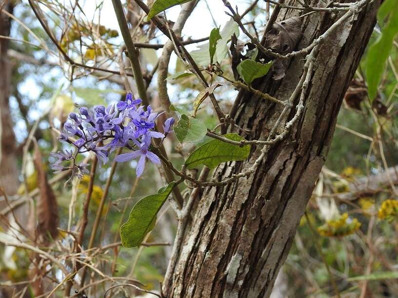 Image of petrea