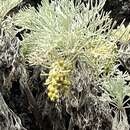 Imagem de Artemisia mauiensis (A. Gray) Skottsberg