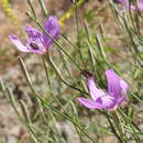 Image of largeflower skeletonplant