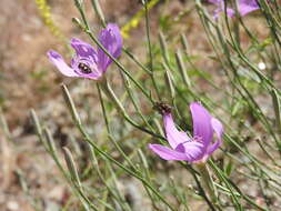 صورة Lygodesmia grandiflora (Nutt.) Torr. & A. Gray