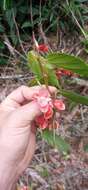 Image of Begonia radicans Vell.