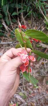 Слика од Begonia radicans Vell.