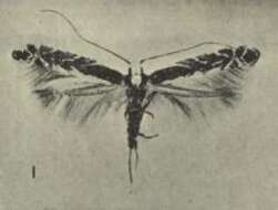 Image of Acrocercops alysidota (Meyrick 1880)