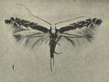 Image of Acrocercops alysidota (Meyrick 1880)