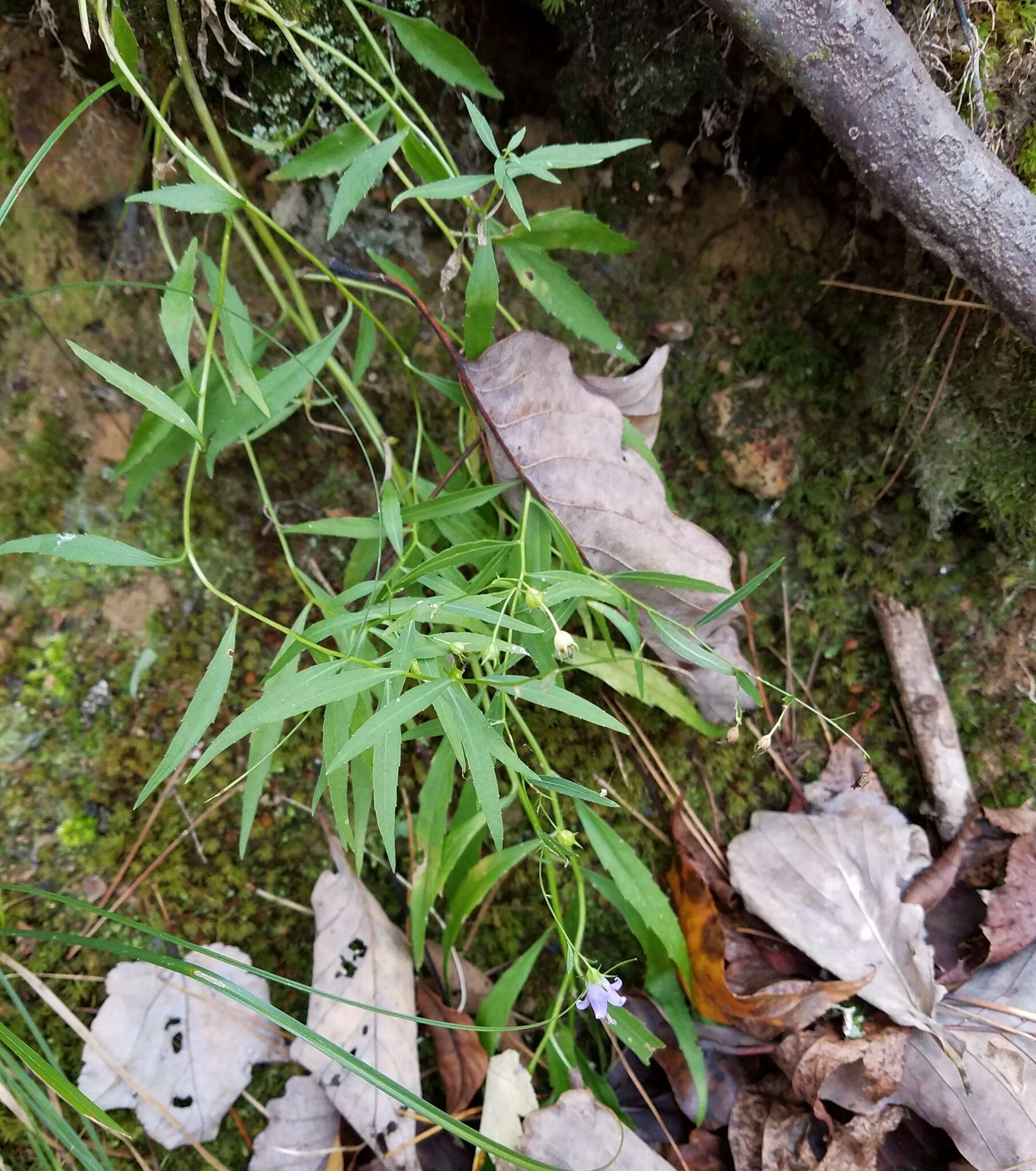 Imagem de Campanula divaricata Michx.