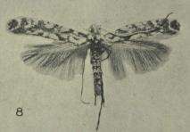 صورة Acrocercops aellomacha (Meyrick 1880)