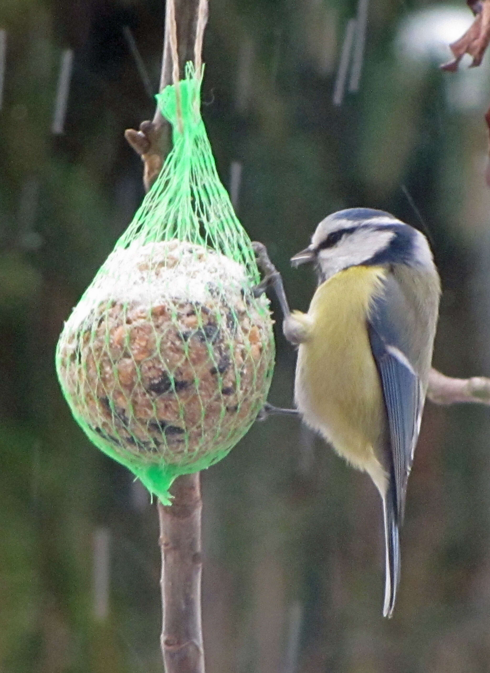 Image of Tit