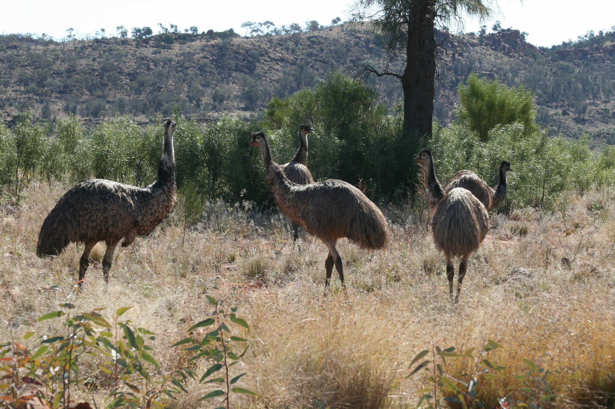 Image of cassowaries and relatives