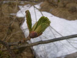 Image of Alnus hirsuta (Spach) Rupr.