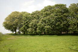 Image of European horse chestnut