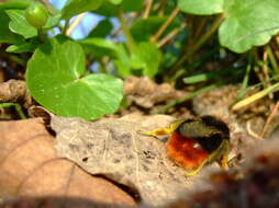 Image of Red tailed bumblebee