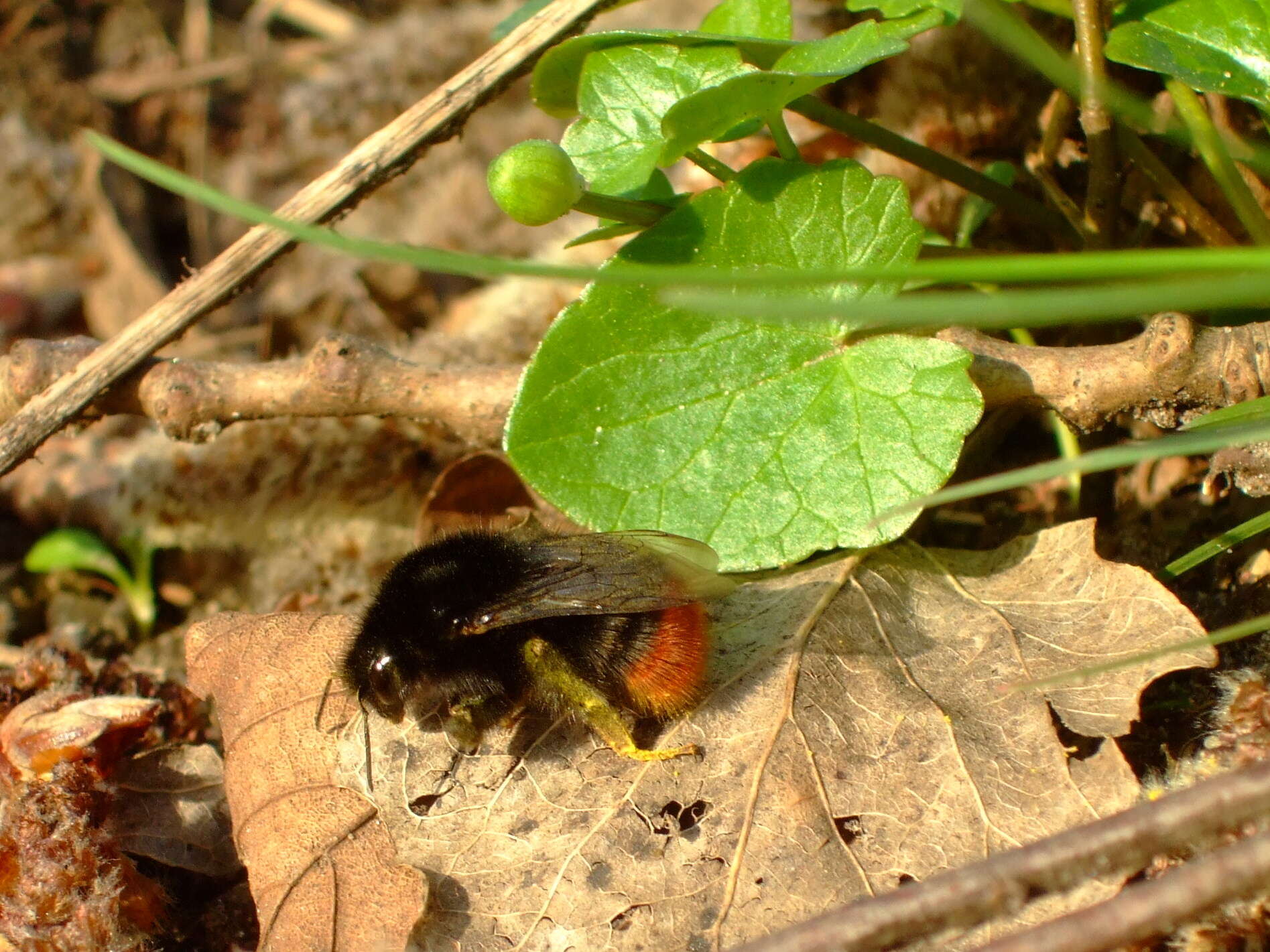 Image of Red tailed bumblebee