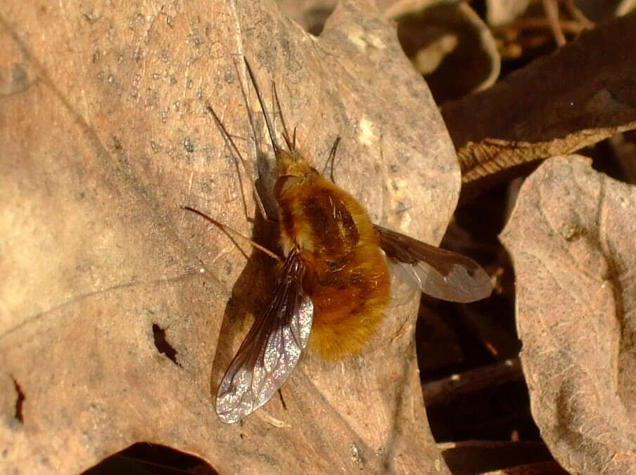 Image of Large bee-fly