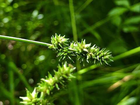 Слика од Carex cephaloidea (Dewey) Dewey ex Boott