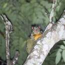 Image of Beecroft's Flying Squirrel