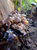 Image of Trooping Inkcaps