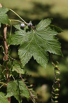 Image of stink currant