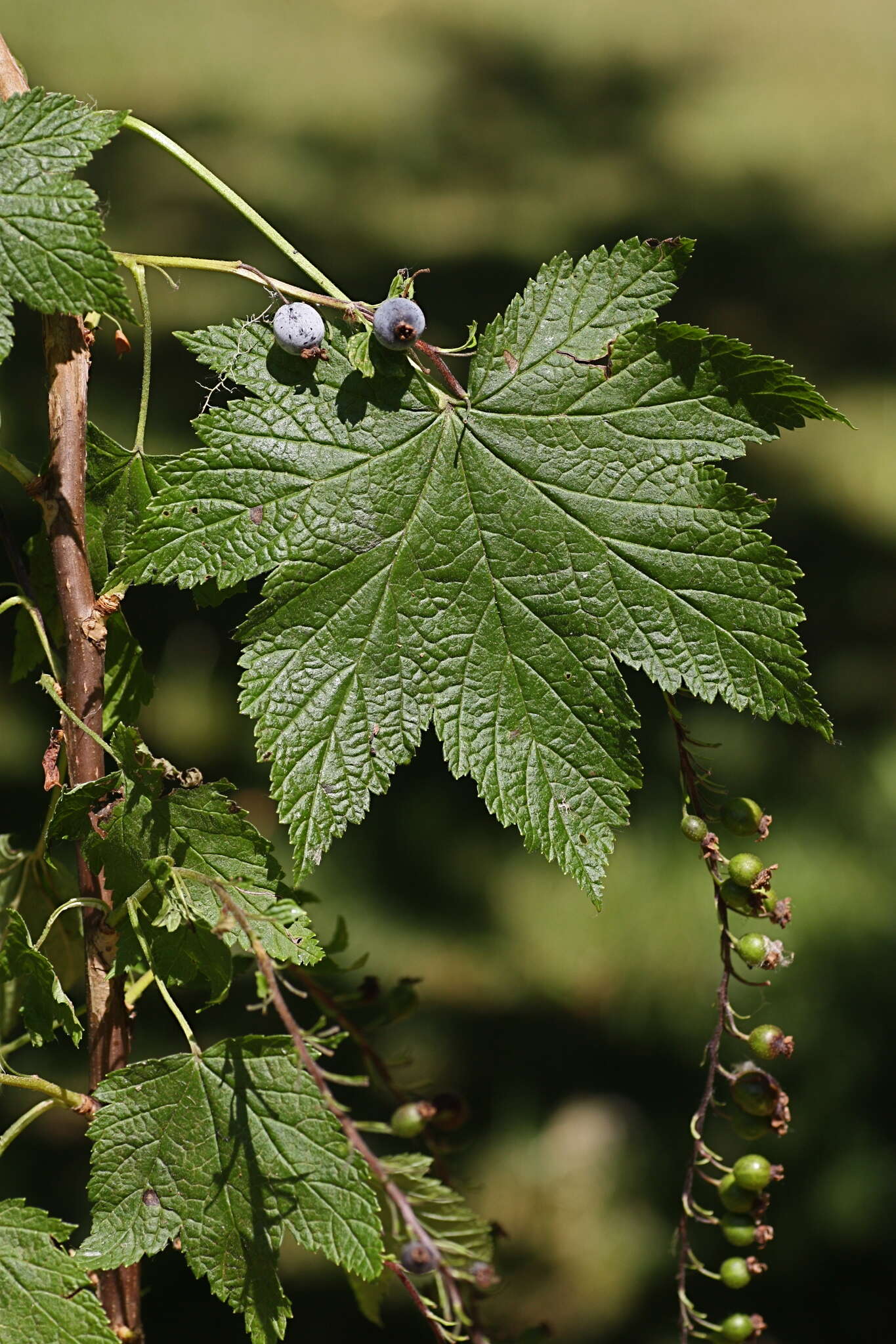 Sivun Ribes bracteosum Dougl. ex Hook. kuva