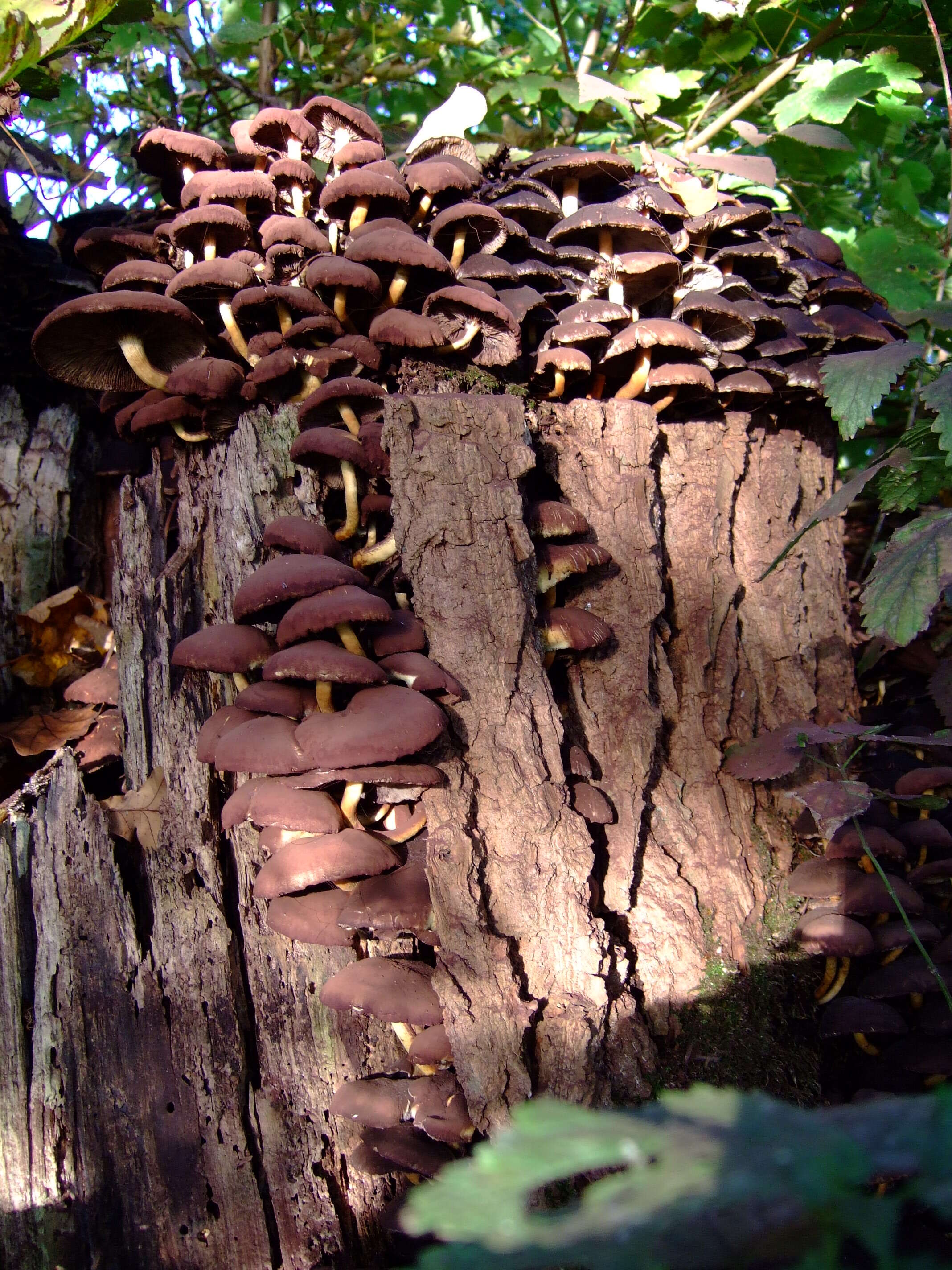 Image of Hypholoma fasciculare (Huds.) P. Kumm. 1871