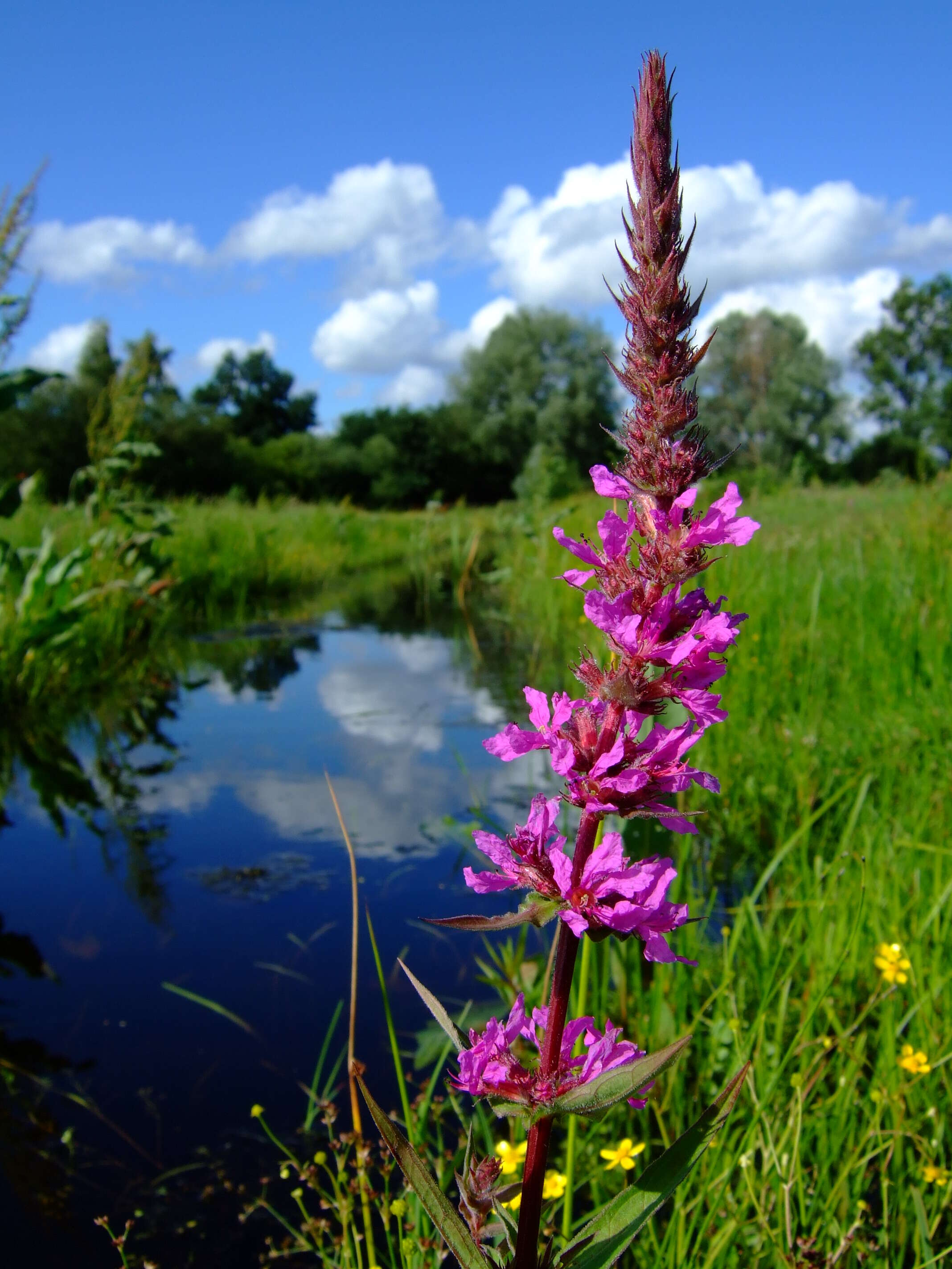 Plancia ëd Lythrum salicaria L.