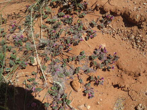 Image of Indigofera auricoma E. Mey.