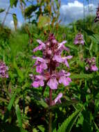 Image of Hedge-nettle