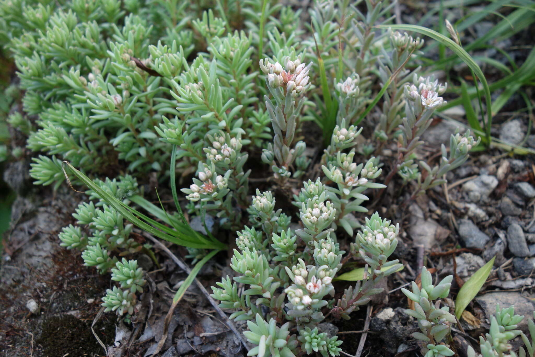 Sedum hispanicum L. resmi