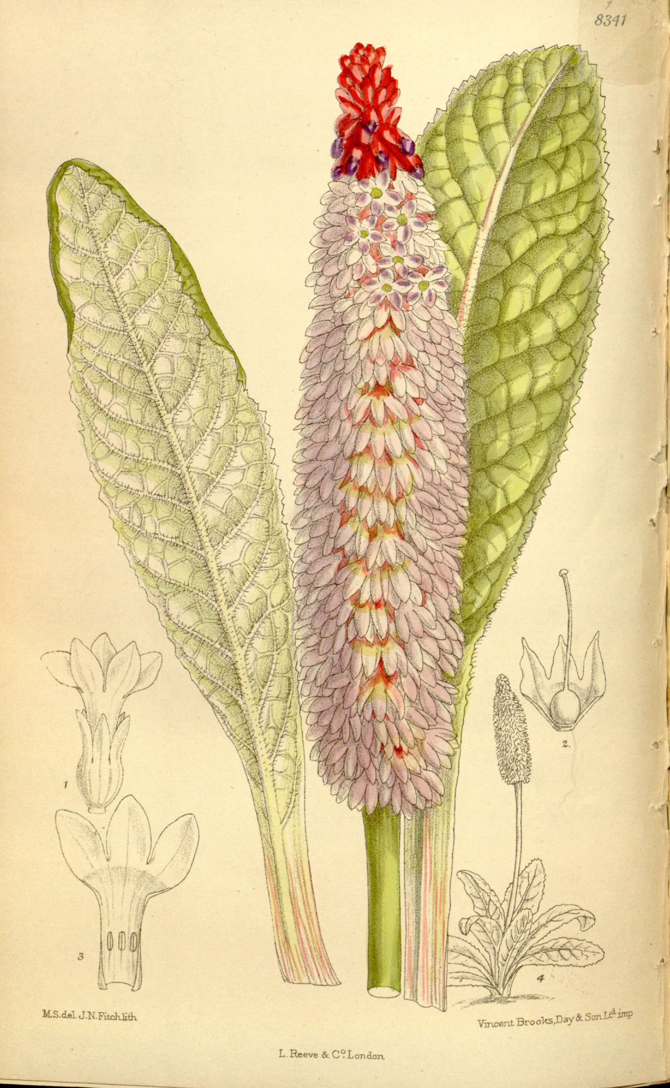 Image of Primula vialii Delavay ex Franch.