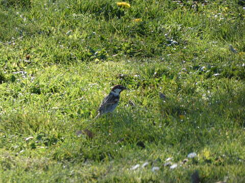 صورة Passer hispaniolensis hispaniolensis (Temminck 1820)