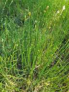 Image of Equisetum moorei Newm.