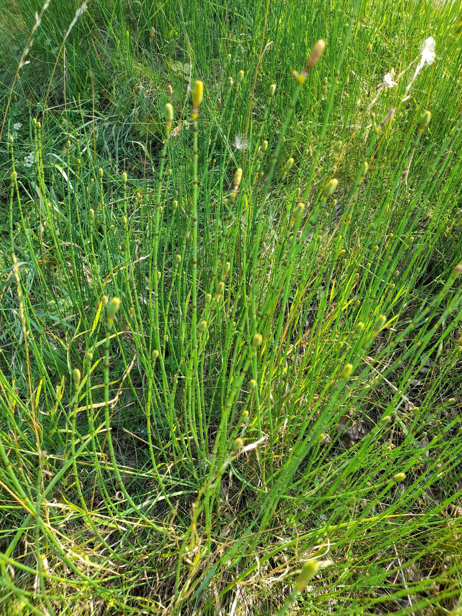 Image of Equisetum moorei Newm.