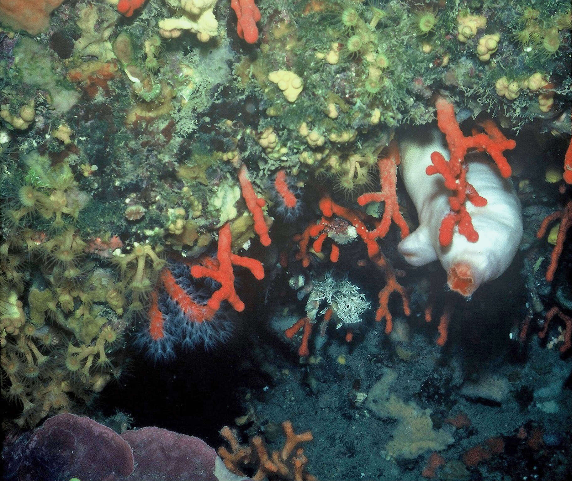 Image of red sea-squirt