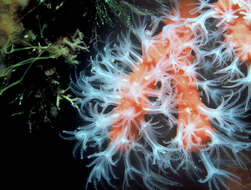 Image of Red coral