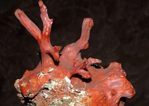 Image of Red coral