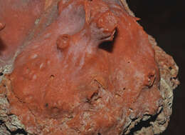 Image of Red coral