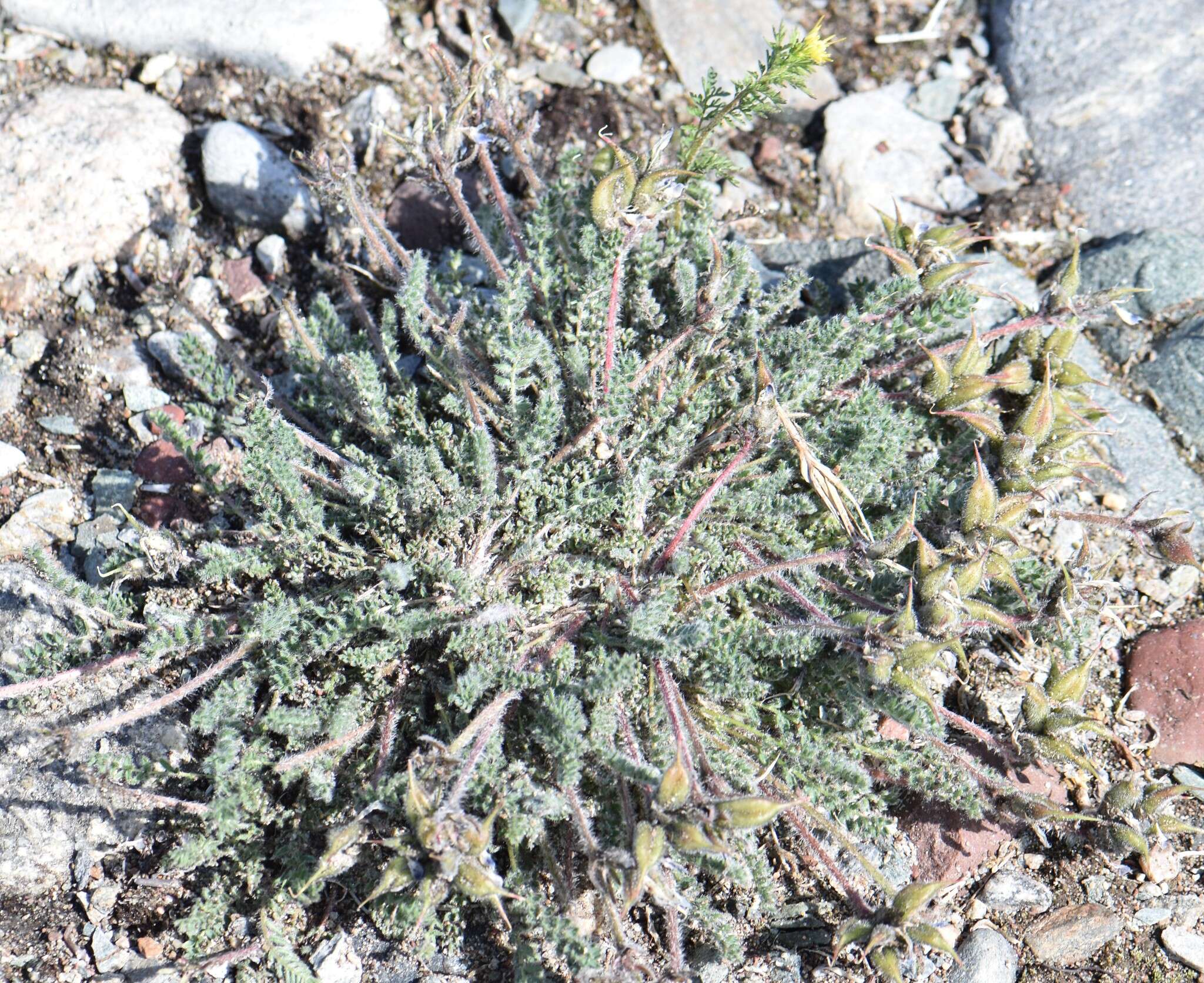 Image of arctic locoweed