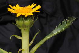 Image of Senecio breviscapus DC.