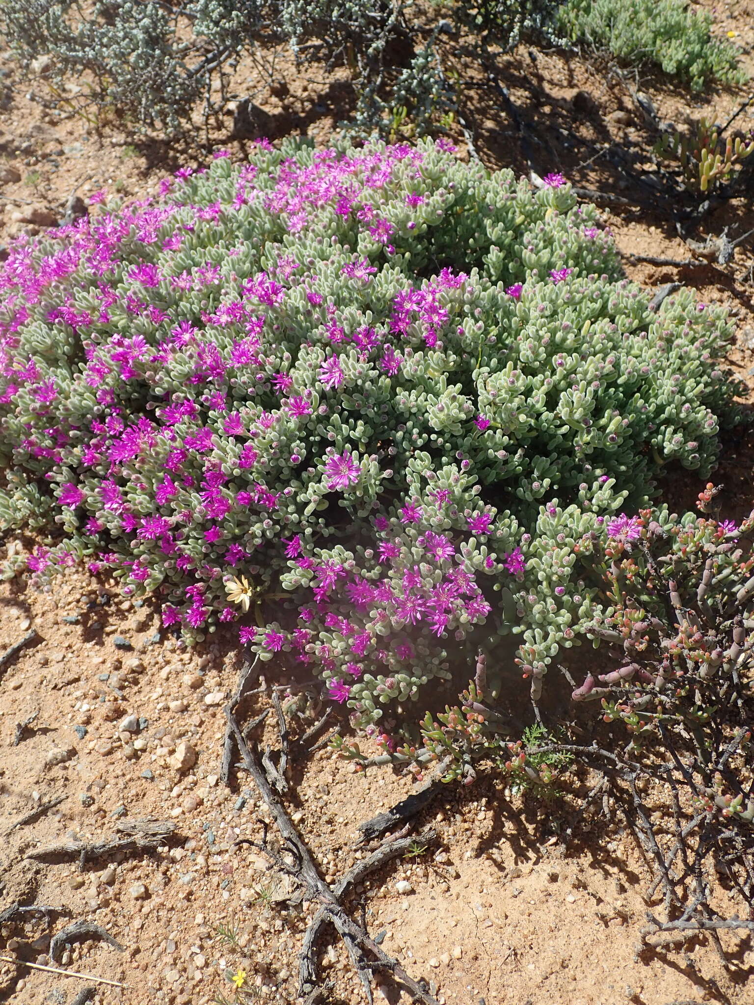 Imagem de Drosanthemum ramosissimum (Schltr.) L. Bol.