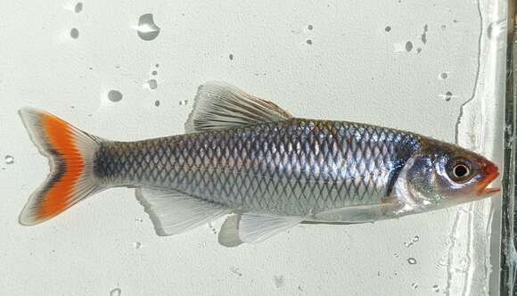 Image of Fieryblack shiner