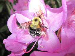 Image of Common Eastern Bumblebee