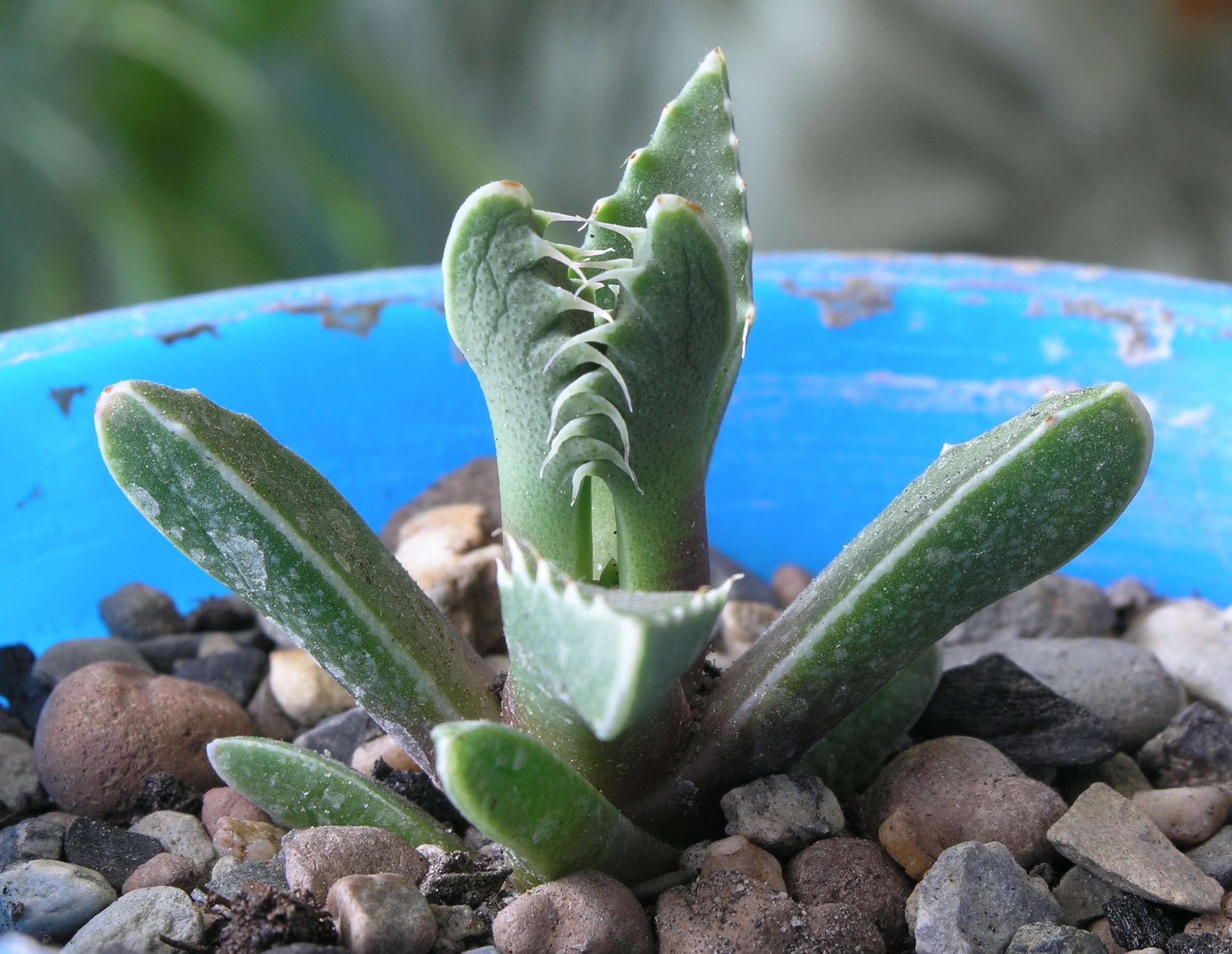 Image of Faucaria tigrina (Haw.) Schwant.